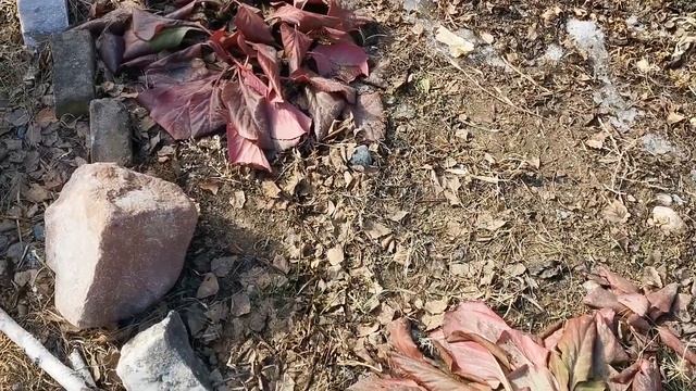 РОЗЫ ПЕРЕЗИМОВАЛИ БЕЗ УКРЫТИЯ В СИБИРИ