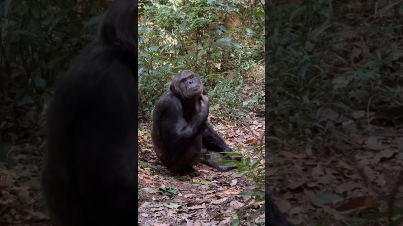 Руанда и встреча с горными шимпанзе #шимпанзе #обезьяна #обезьяны #африка #природа #джунгли