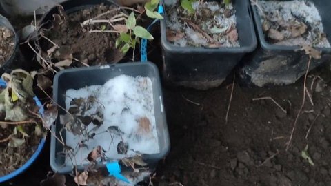 Заношу метельчатые гортензии в теплицу, зимовавшие под снегом. Февраль 2024