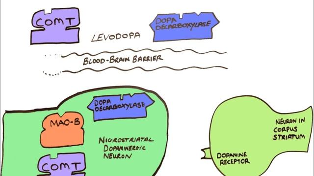 Parkinson's disease pharmacology - Soton Brain Hub