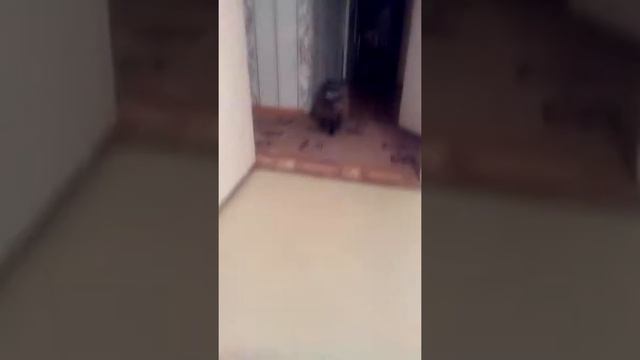 Кошка атакует человека, избивает.