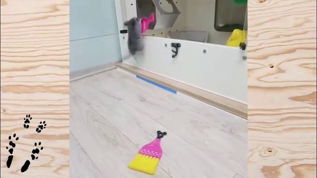 Милые и смешные малыши ШИНШИЛЛ! ❤Cute and funny baby chinchillas!❤