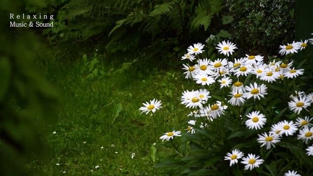 Debussy Clair de Lune -  Relaxing Piano Music Rain Sound Calm piano Peaceful Deep Sleep