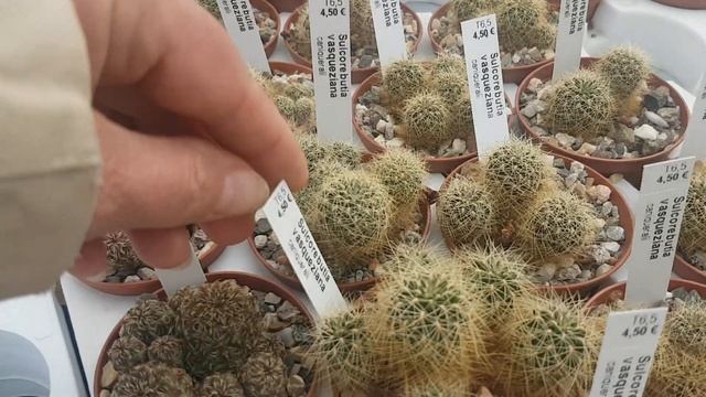 Продажа кактусовцены. Виды ребуций и сулькоребуций.Rebitia.Sulcorebutia.340