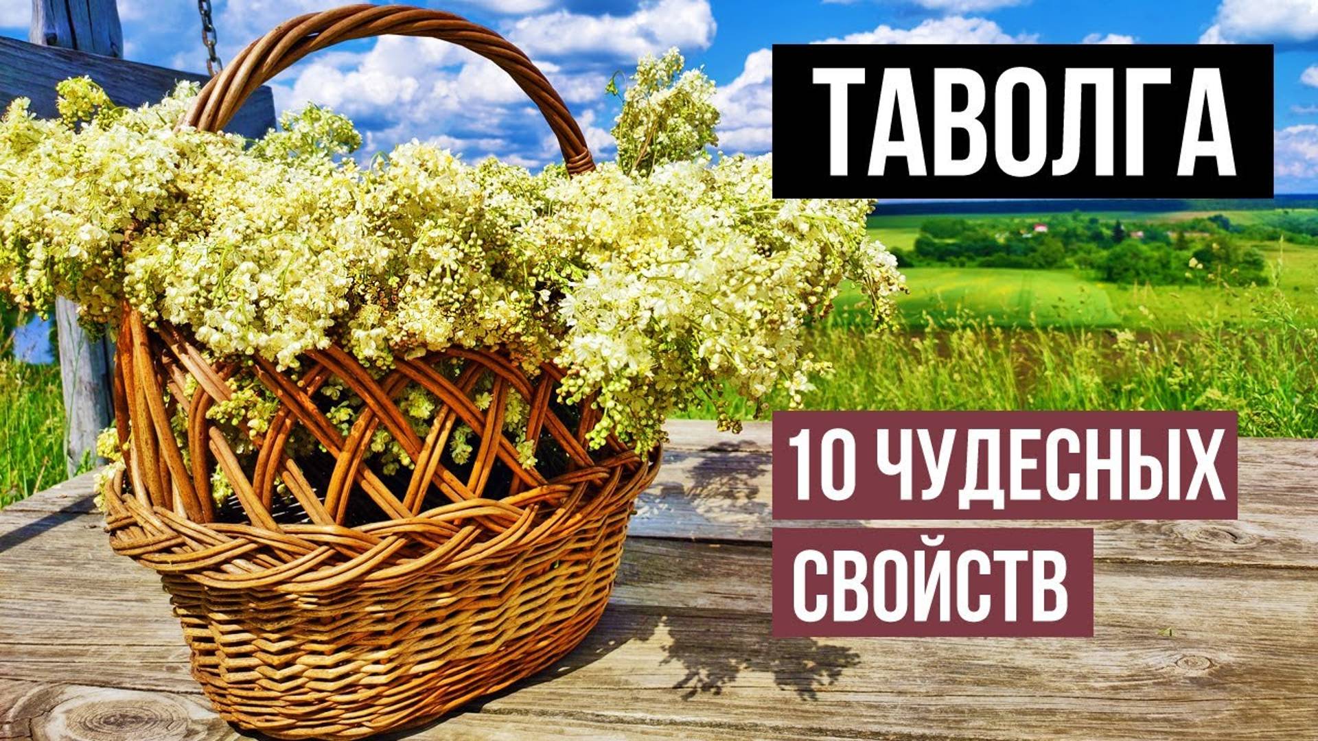 Таволга обыкновенная. 10 ЧУДЕСНЫХ свойств растения