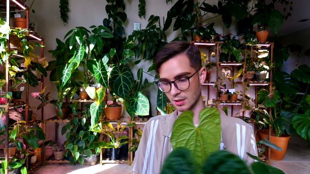 🪴Plant Haul/Unboxing🪴 Pink Princess|Jose Buono|Anthurium Luxurians Jungle Giant|Manjula Pothos