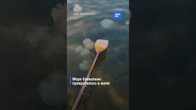 У берегов Анапы произошло нашествие медуз