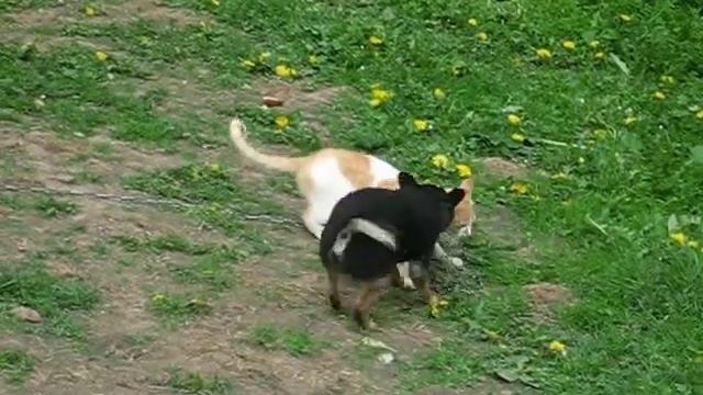 кошка с собакой