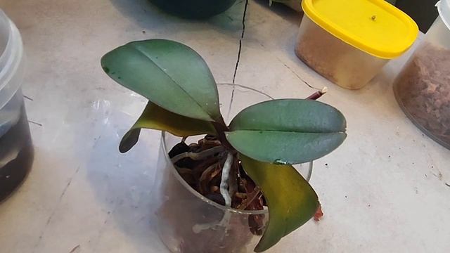 #phalaenopsis Super Maya. Пересадка двух подростков в стекло. ЗС