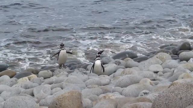 Неземное изящество пингвинов, выходящих из моря
