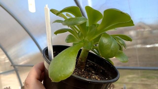Уход за эониумами весной  Aeonium care in spring