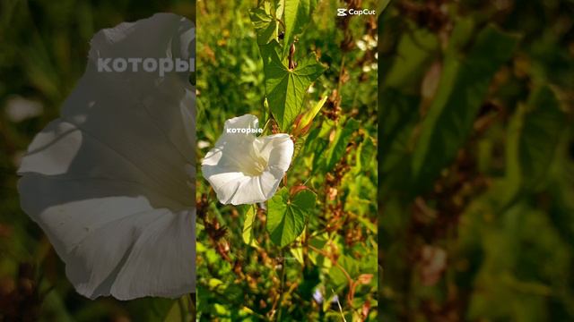 Лето это маленькая жизнь 🧬