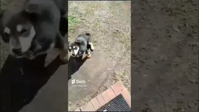 🐶 Кто тям_ 🐕 Друг уехал на пасеку , работать! ☺🍯....mp4