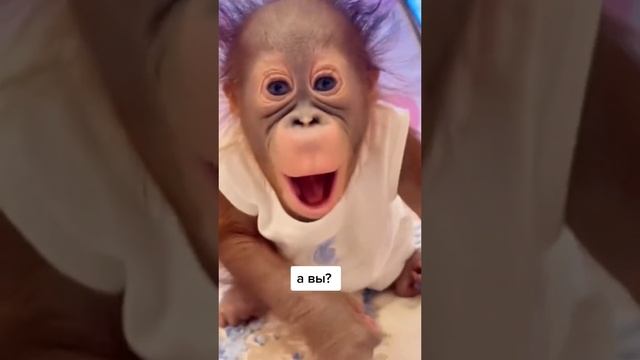 Неадекватный водитель