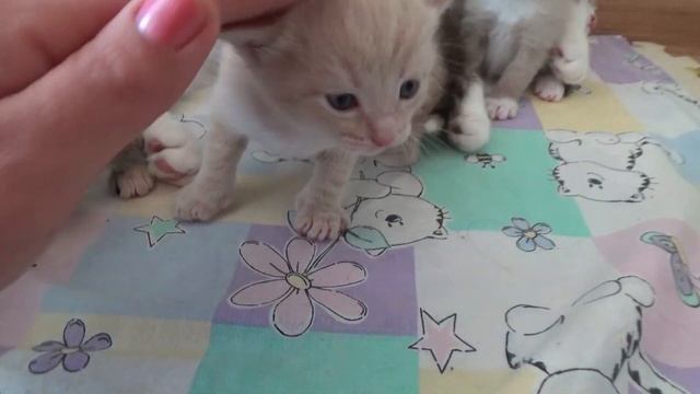 Кошка Алиса и её смешные котята