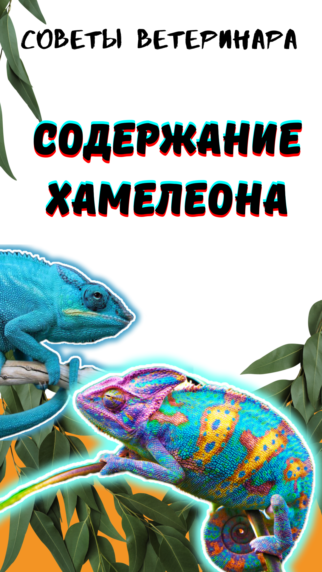 Содержание хамелеона. Уход, содержание, кормление хамелеона дома.