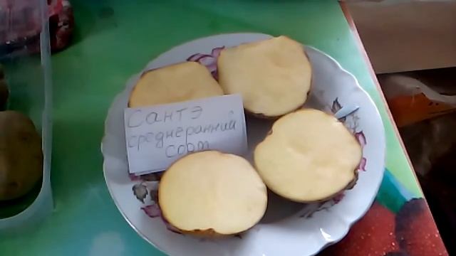 Подготовка  картофеля "Сантэ"  для проращивания