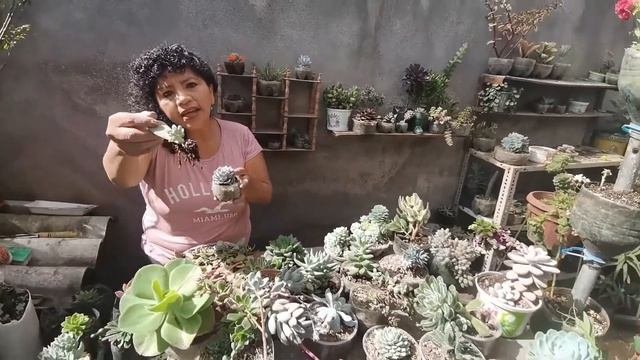 Cuidado y reproducción de suculentas🌸🤗