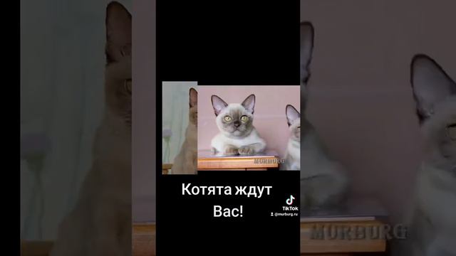 "MURBURG" питомник кошек бурманской породы