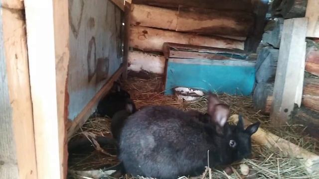 Плюсы и минусы вольерного содержания кроликов.