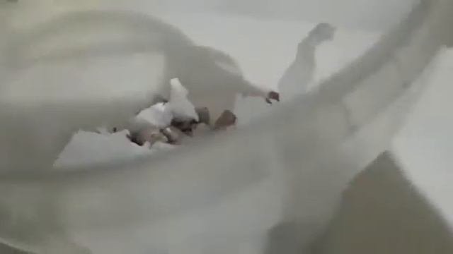 переноска для грызуна ?????