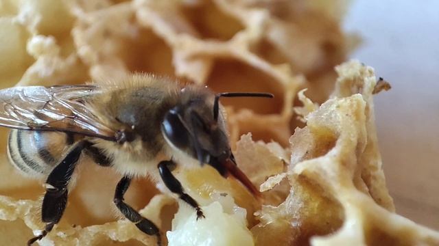 Как питается пчела?
Стоит посмотреть видео!
#фдн
#фермадарнеба