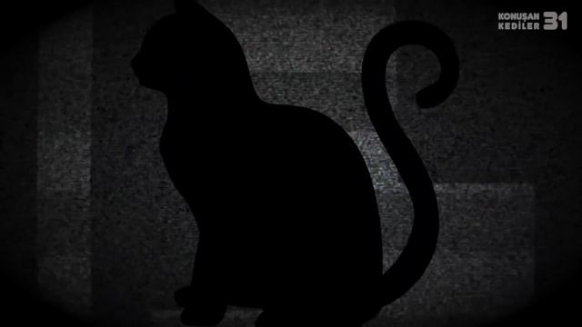 Konuşan Kediler 31 - En Komik Kedi Videoları