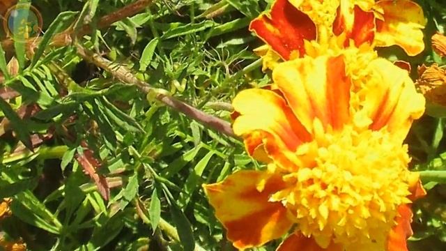 Рыжее Лето, цветы, музыка, арт и гармония, природа и садовый дизайн, рай, лето 2019 и красота мира