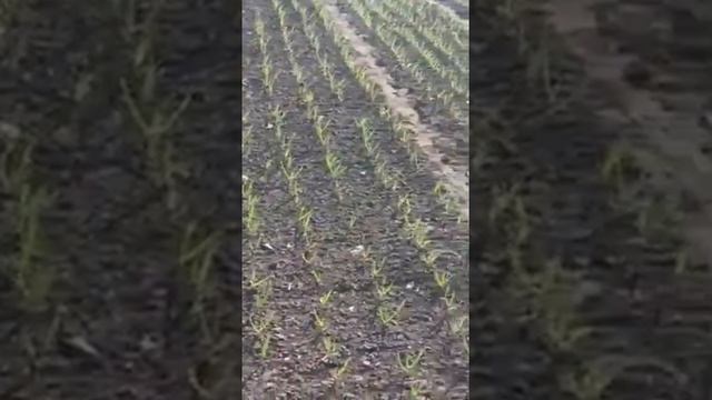 14 апреля 2018. Всходы однозубки. Сорт "дюшес"
