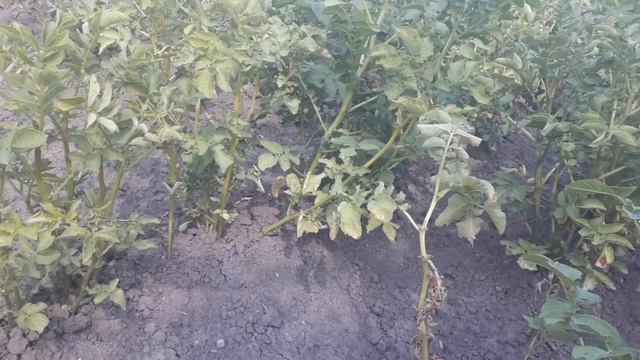 ЗАБОЛЕВАНИЯ картофеля. Что делать и Как спасти урожай