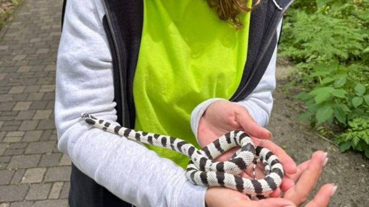 Черно-белую змею нашли на горе Машук в Пятигорске