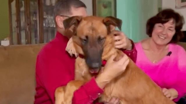 Этот пес каждую ночь садился у кровати хозяев, не смыкая глаз. То что они узнали потом, тронуло все