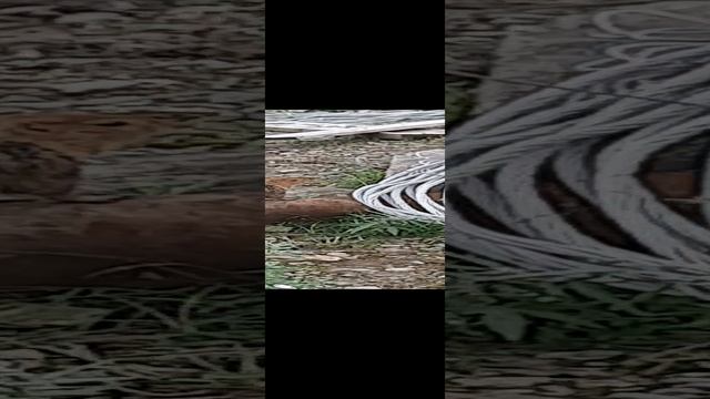 Чукотка еврашка