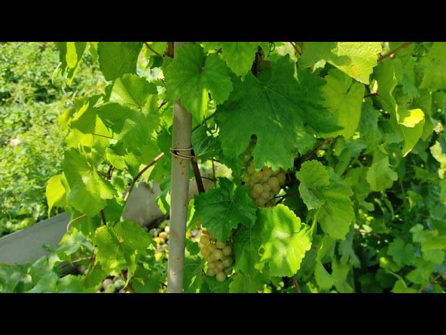 Виноград на 15 августа