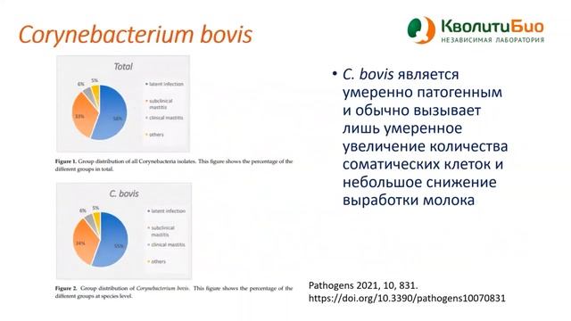 Возбудители мастита КРС: Если в результате исследования Corynebacterium bovis?
