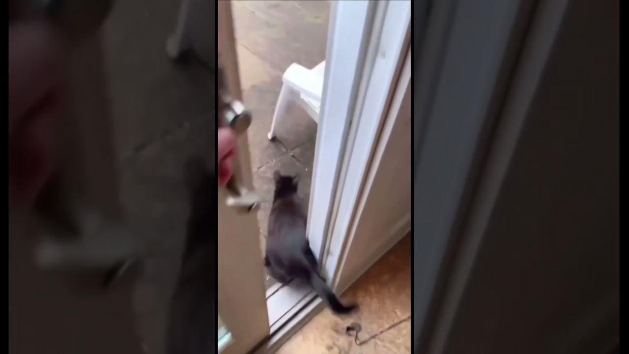 Как сэкономить на системе безопасности #мем #умныйдом #безопасность #котики #shorts #knx