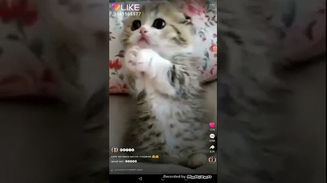 Самое хорошее приложение которое вы должны скачать. Там можно снимать видит и даже получить лайки.: