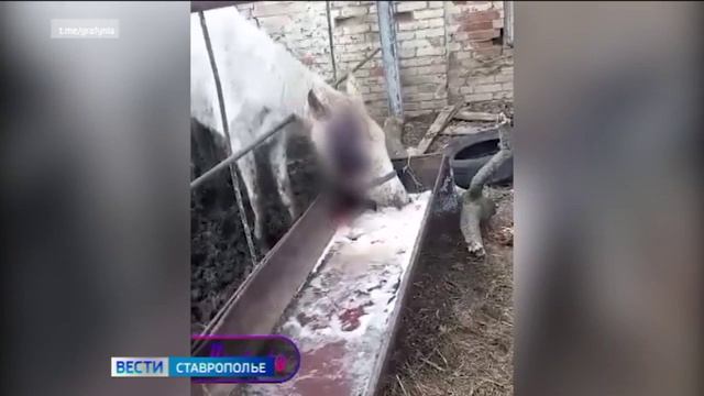 Замученных и голодных лошадей нашли в частной конюшне на Ставрополье