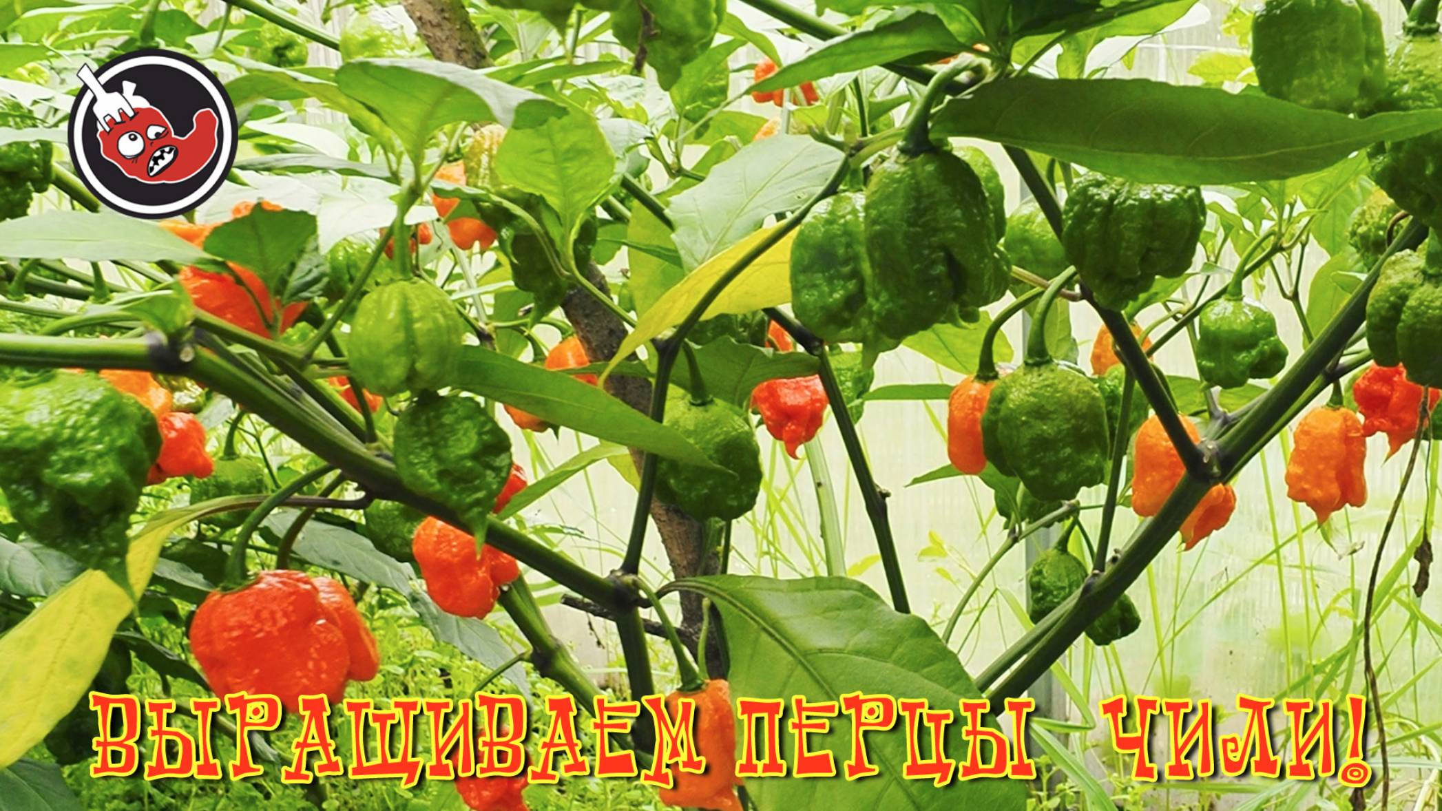 Жизнь перцев чили в теплице