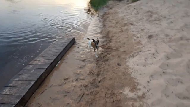 Путешествие на Мологу-2. Золотые пески. Удивительная находка. Фокстерьер с задним приводом. Сны и .