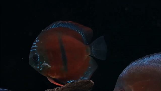 Gorgeous Colorful Discus Tank  Beautiful Home Aquarium for Discus Fish