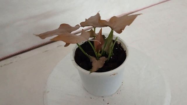 SKU - SGCN232, Syngonium Pink Color Plant