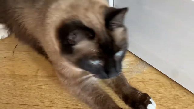 Кот укрылся одеялком и спит как ни в чём не бывало