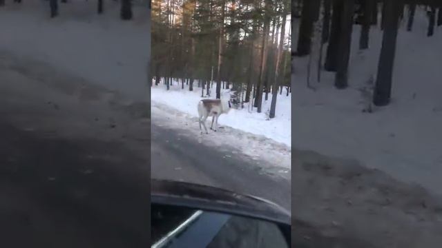Олени на дороге , Швеция..
