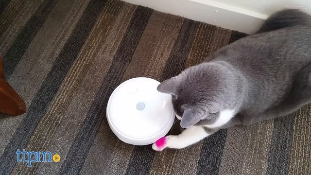 Pounce Interactive Cat Toy From PetFusion
