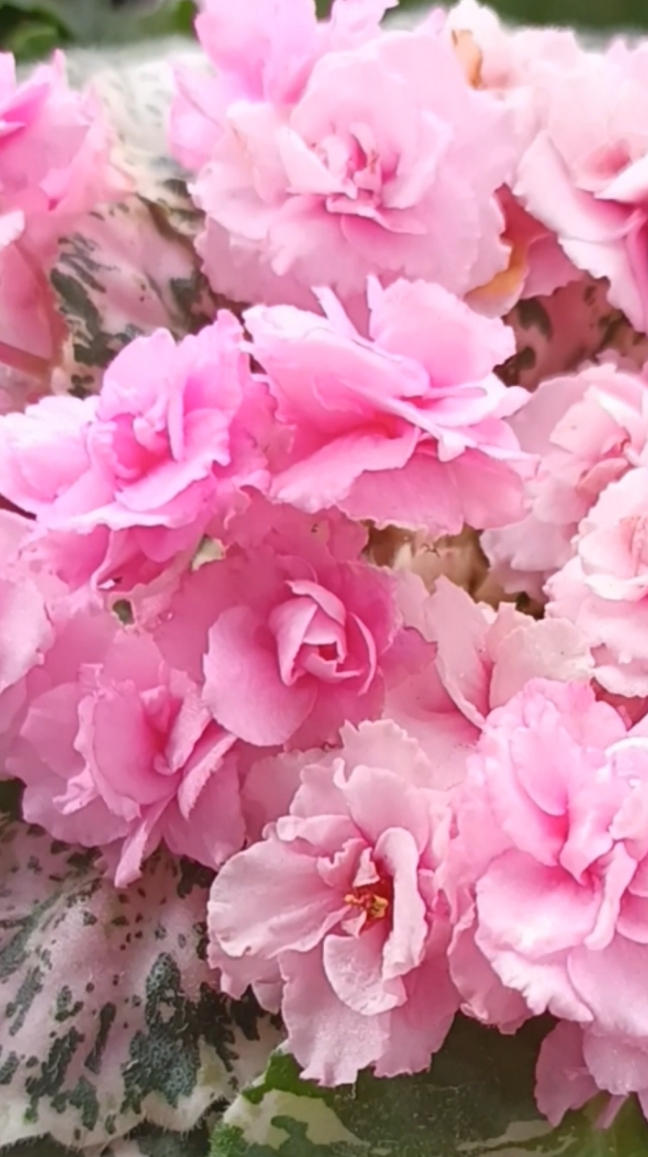 Сортовая фиалка Rose Bouquet 💖🌺