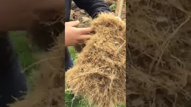 Отзывы клиентов Центр Газонных Трав #1
