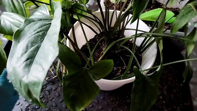 Мой обычный зелёный Сингониум. Они уже показали свои корни.