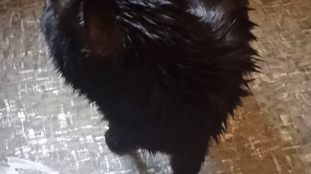 Спасаем котика от жары. Котик в недоумении?#Shorts