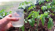 Опрыскайте этим чахлые томаты после холода или высадки на огород. Через 3 дня растения не узнать!
